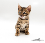Bengalkatzen Jena